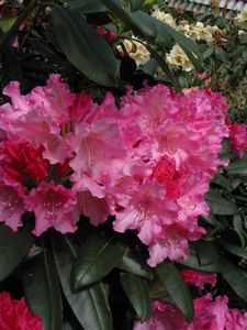 (R. Margenrot x R. Mars hybrid)
